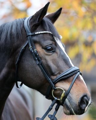 1️⃣2️⃣ deň🎄 Pre milovníkov pohodlia a elegancie. 🖤✨ Kavalkade Juliana KavalSH4 – uzdečka ✔ Anatomické záhlavie s gélom ✔...